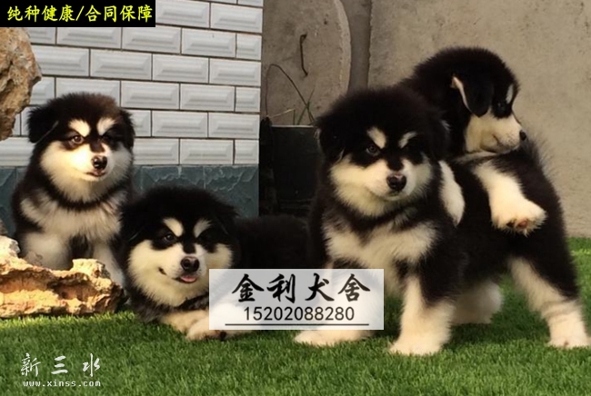 ����˹�� (1).jpg