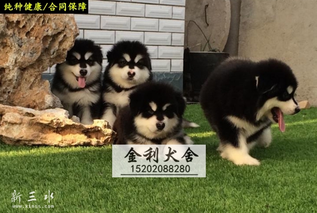 ����˹�� (3).jpg