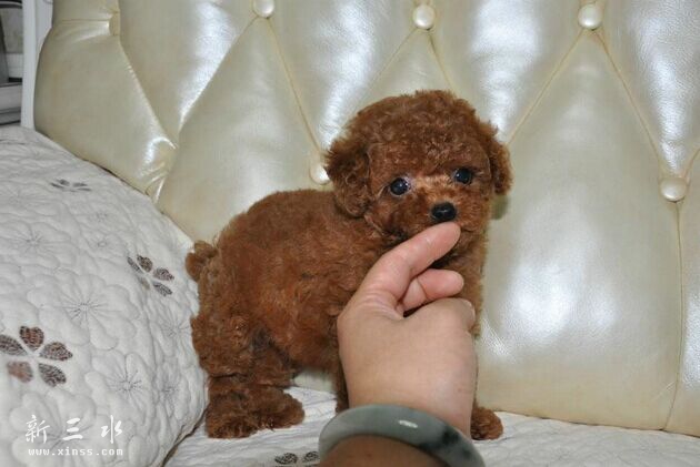 80 - ���� (2) - ����.jpg