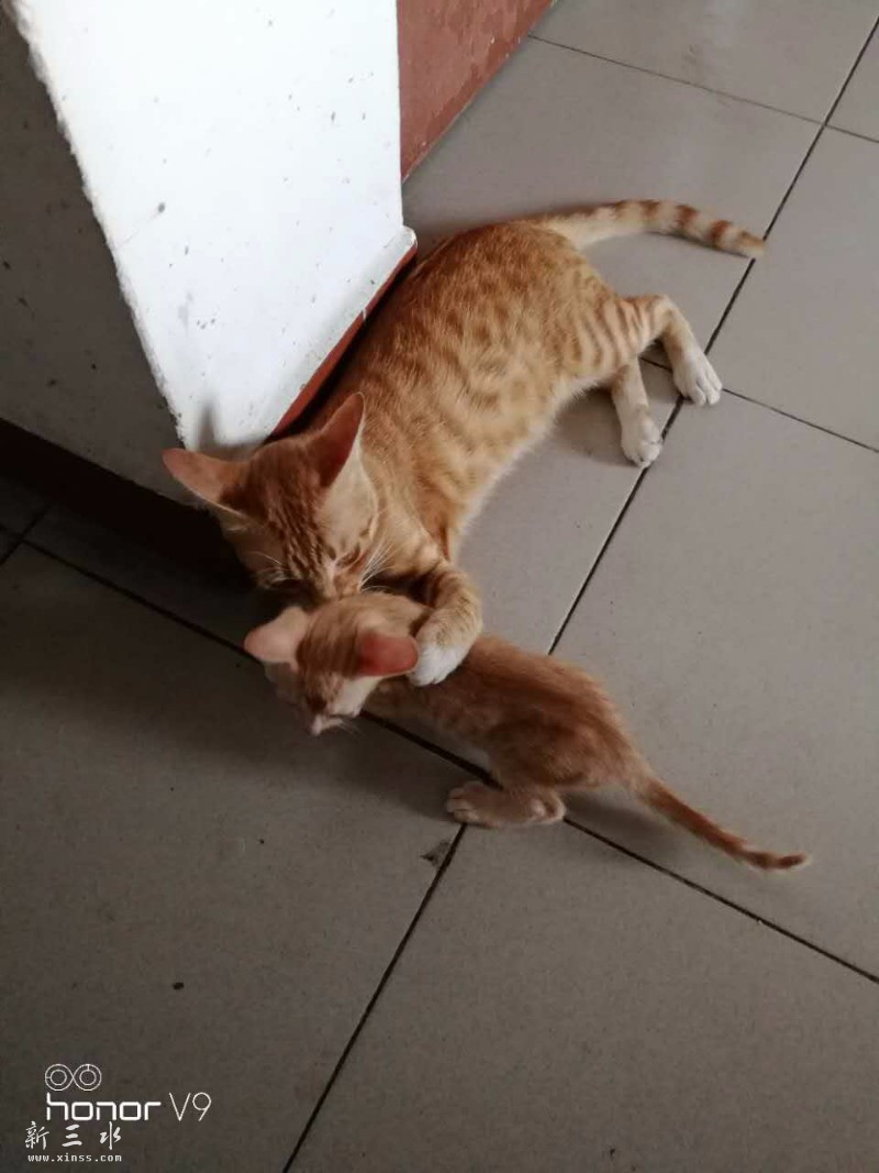 小黄