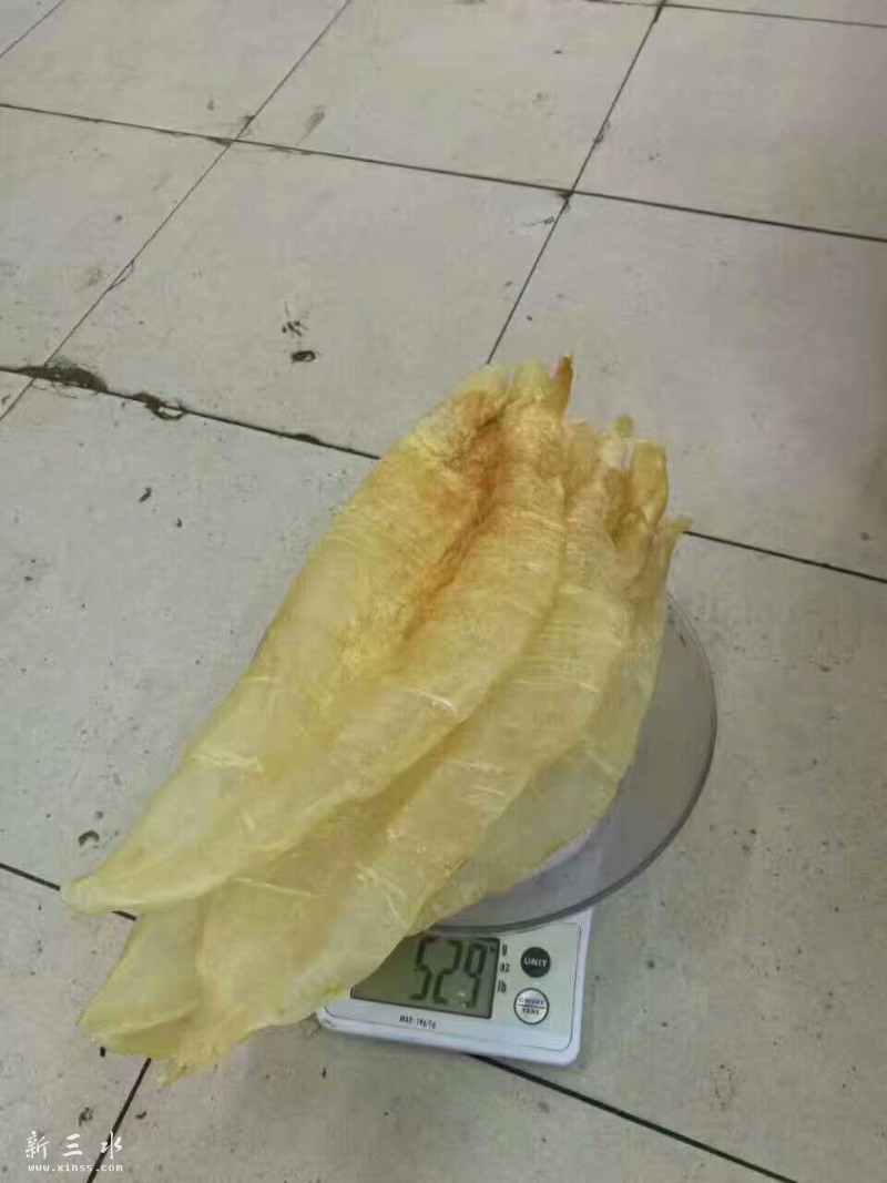 吃鱼胶是需要一个环境，让营养充分吸收，这关系到效果，有的人吃20克吸收了只有1克，有的人吃了20克吸收了 ...