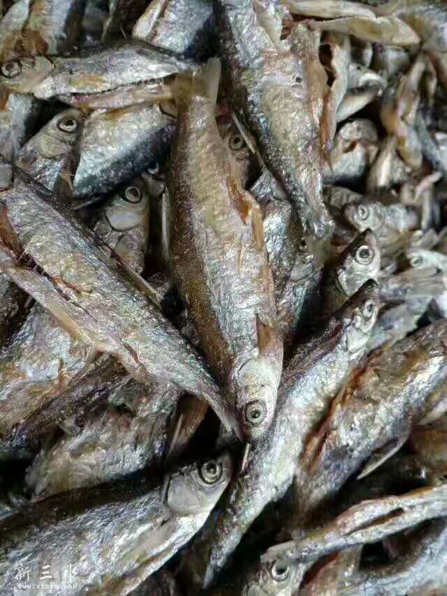 是海鱼哦