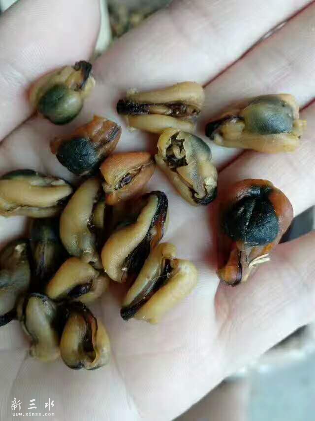 淡菜.jpg