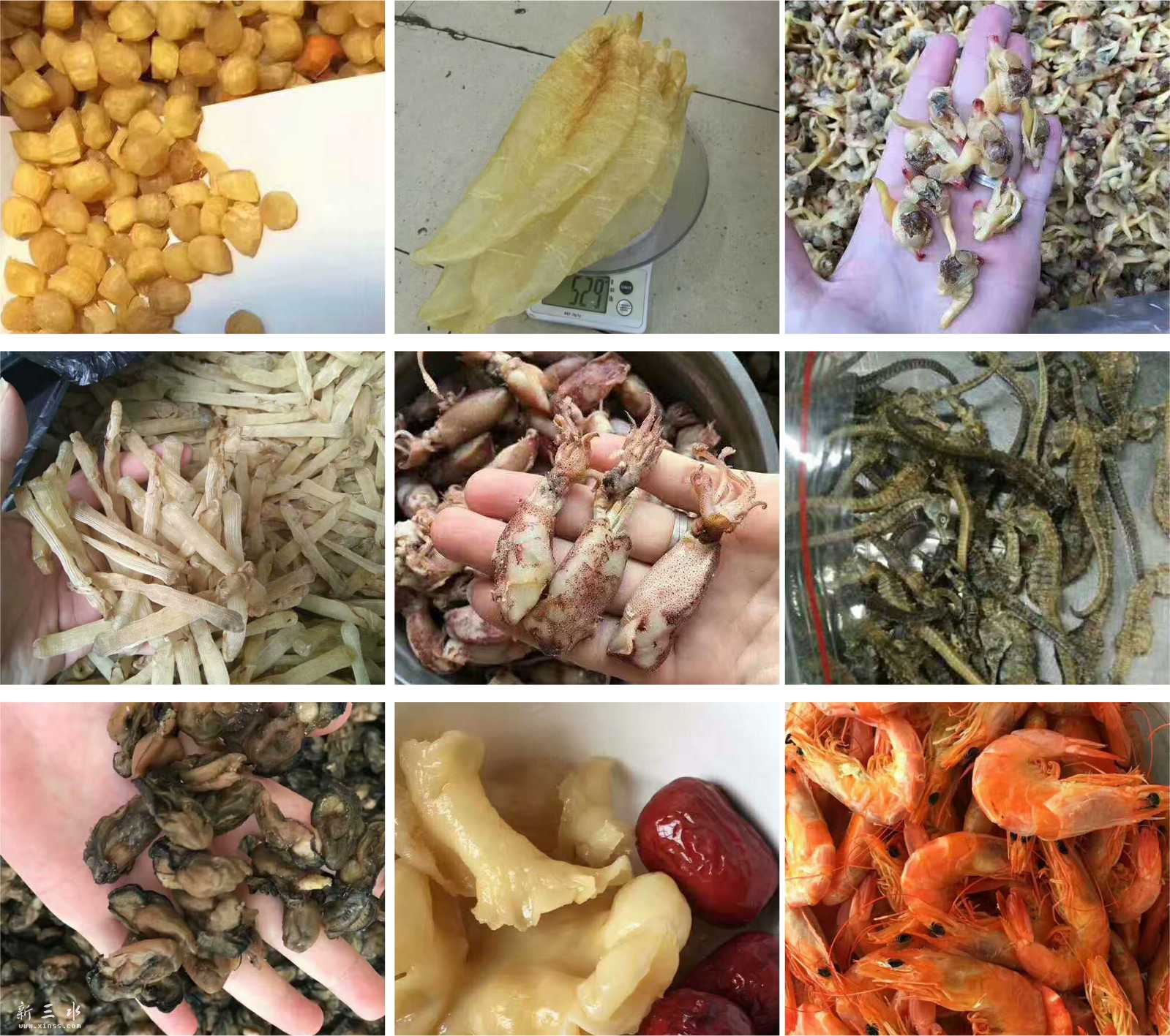 海味多图2.jpg