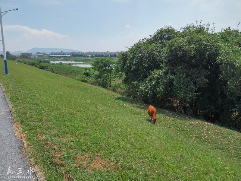 ��԰�����ţţ