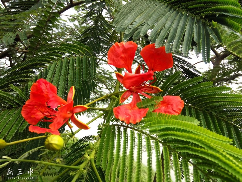 �������ķ�˻�