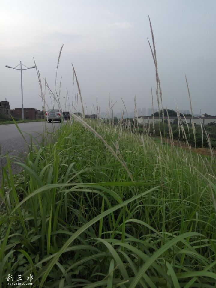 �ϰ���Χ�ö๷β�Ͳݣ���Ư��