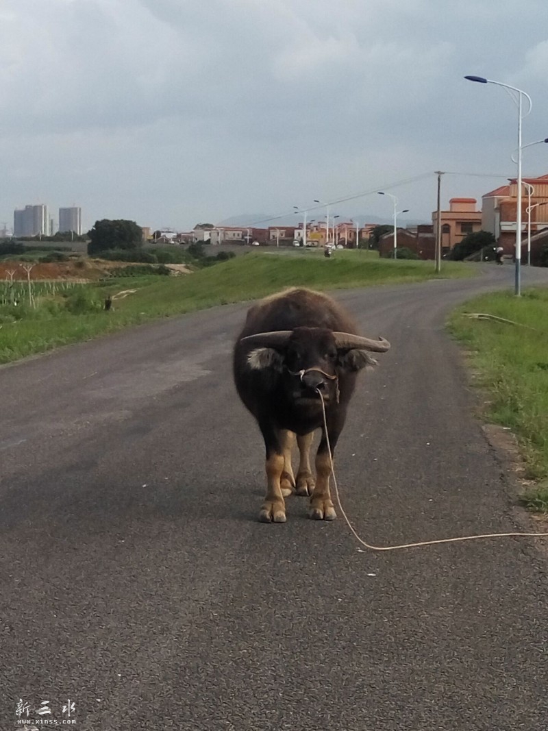 ʮ��¥����ţţ