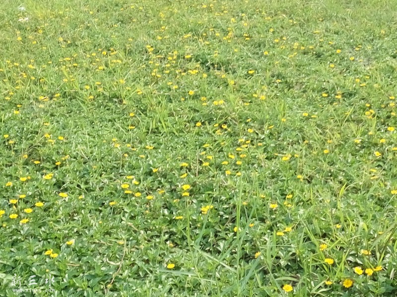 ��Χ�ߵ�Ұ��