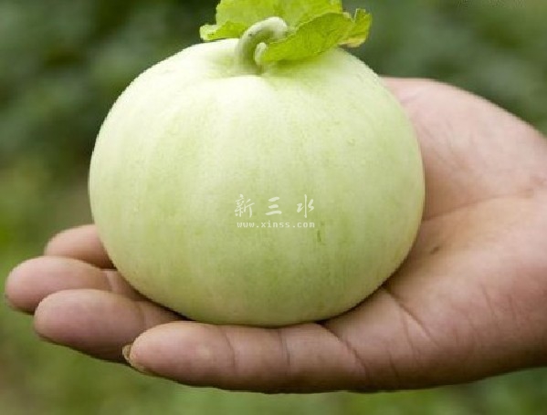 「雪梨瓜」是佛山市三水區樂平鎭的土語，廣州城叫「香瓜」，普通話叫「甜瓜」「香瓜」。