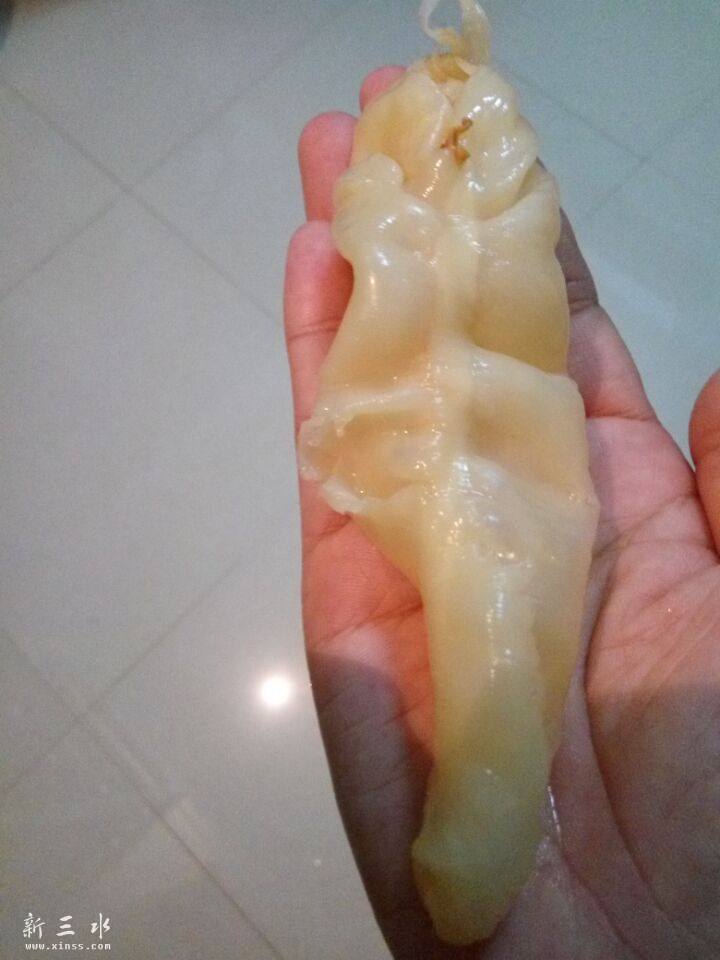 泡发好后的黄花鱼花胶，今次买的非常靓质量，发好后比我的白云猪手还要大，真的是质量非常好！