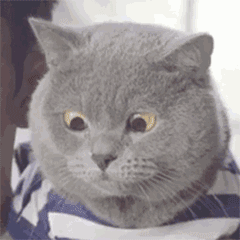 3c8431c11660156f36c944b8f7113319.gif