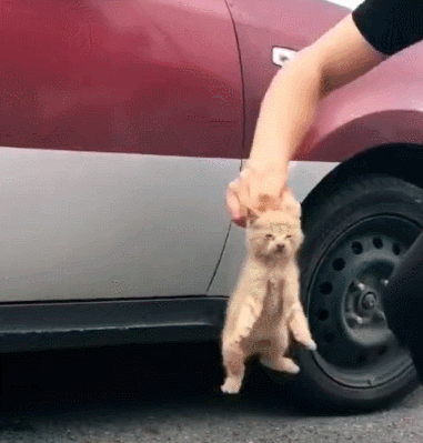 b7bec0c0ly1fr2y7dadn4g20al0b3kjl.gif