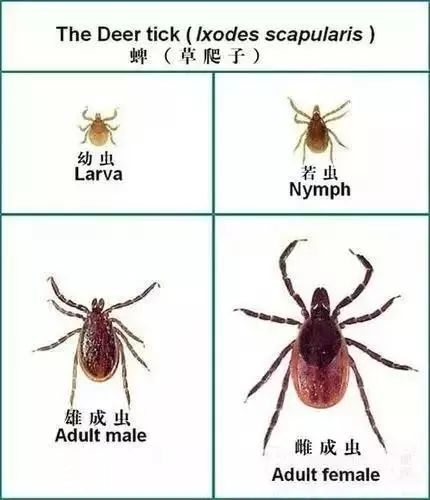 有人因此死亡,此病还可人传人