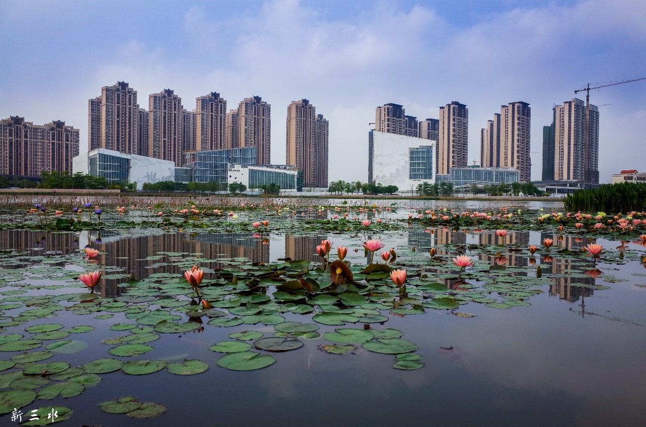 三水新城荷香湖     李  东 摄.jpg