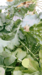 20d4b9218c245239a3ee3a3c128898e4.gif