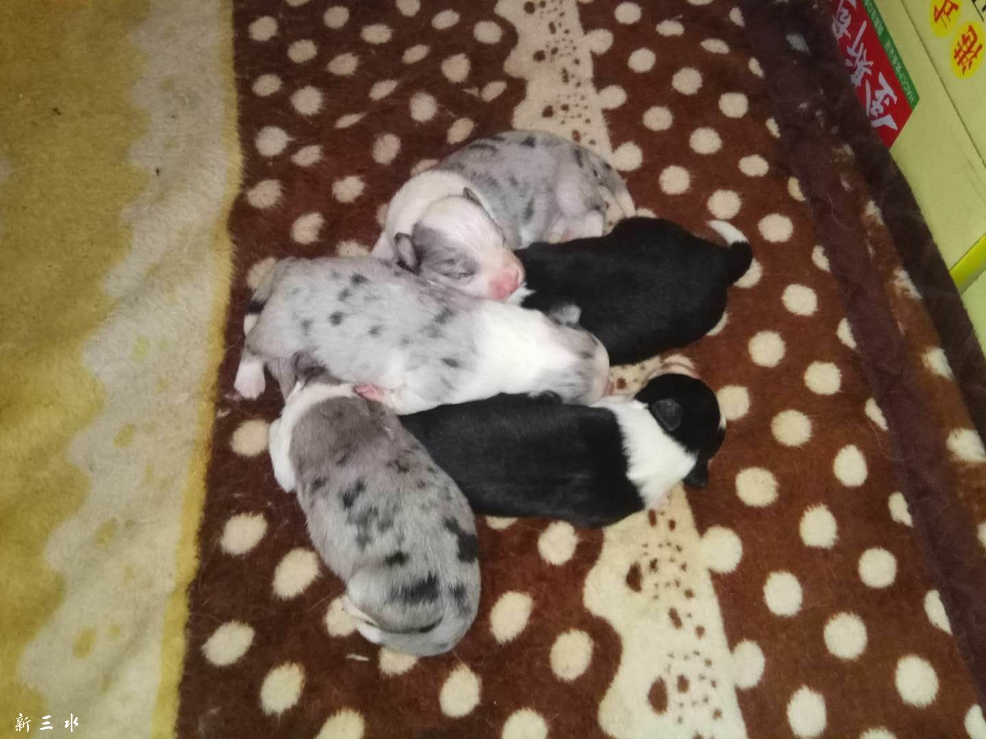 С��������