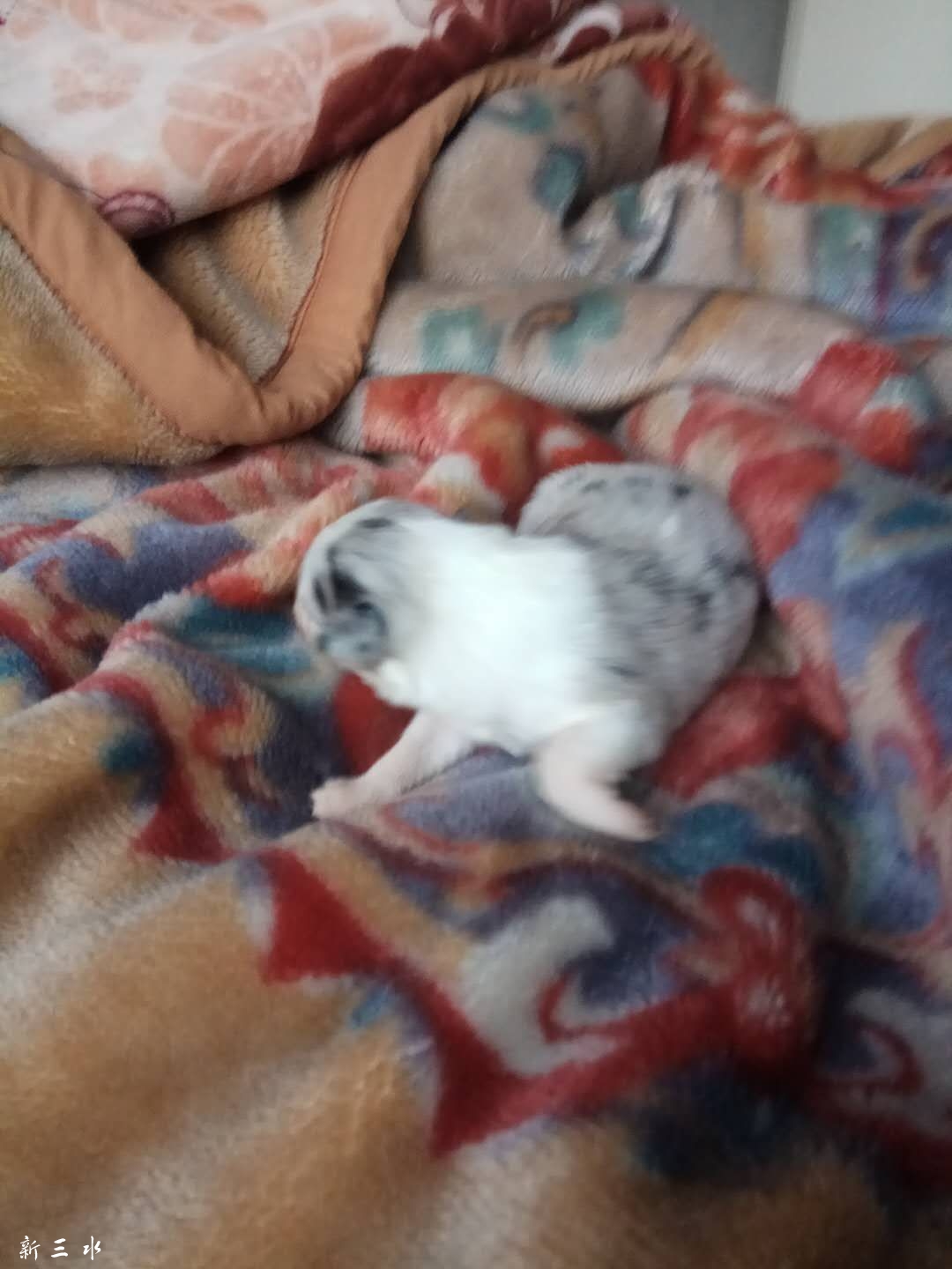 С��������