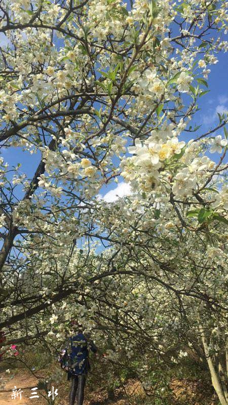 2月15日广宁木格镇册田村看那漫山遍野的山楂花.