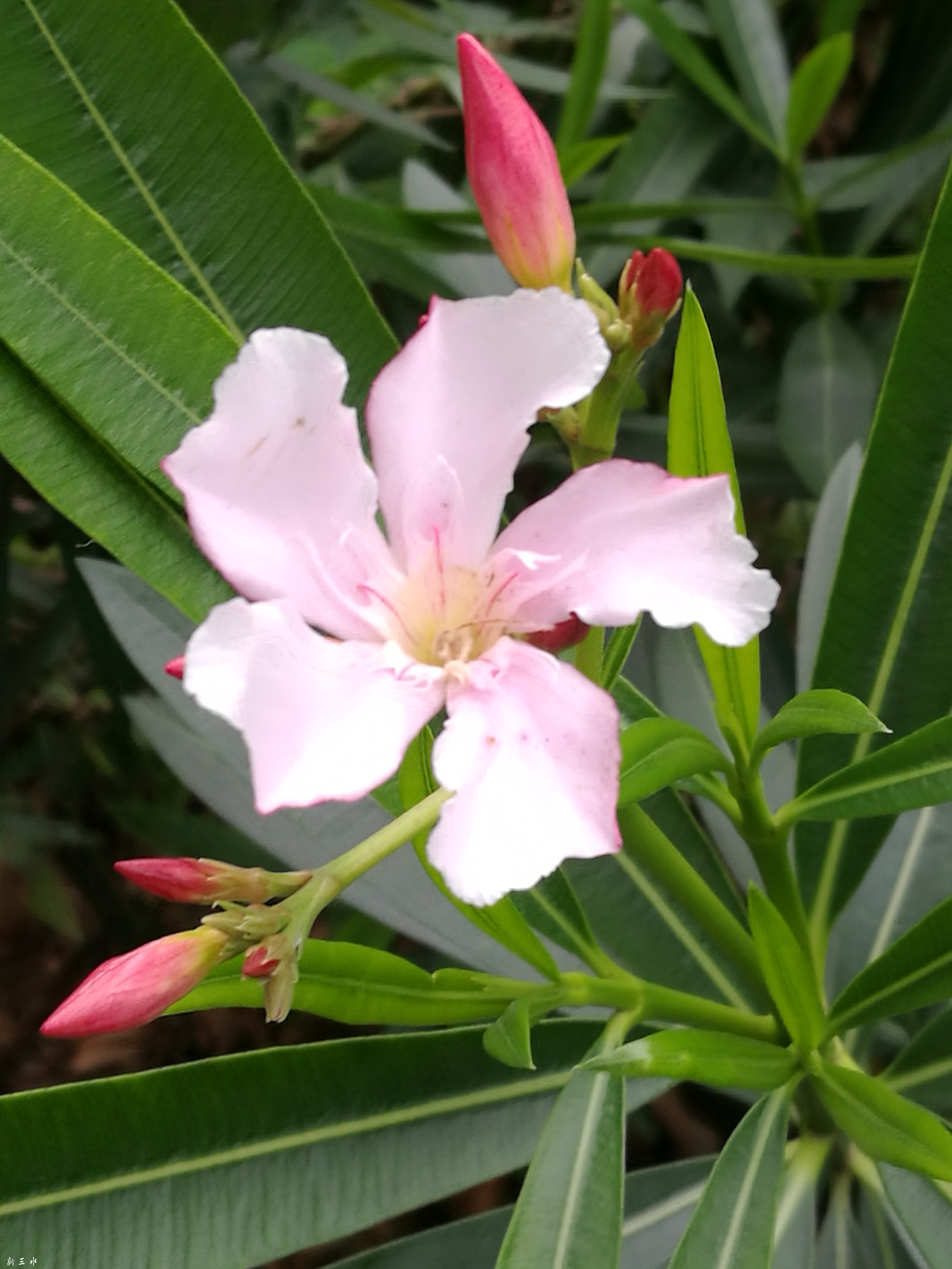 红花夹竹桃——绯红有毒 - 图说三水 - 新三水网站-新三水人才网-新三