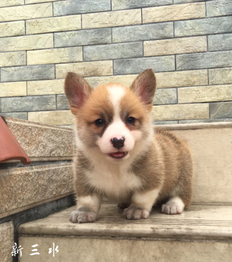 QQ��ͼ20190422145028 - ����.png