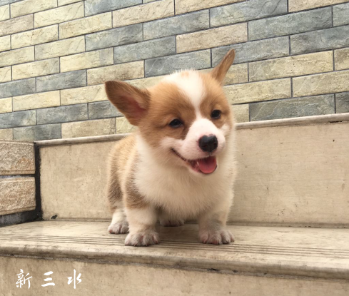 QQ��ͼ20190422145015 - ����.png