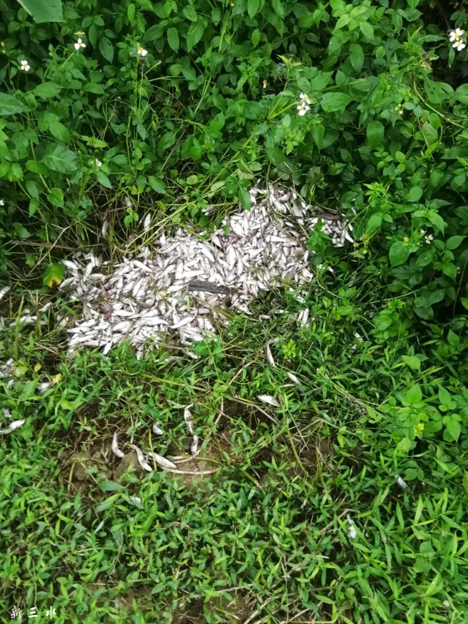 20190528_168163_1559039160996.jpg