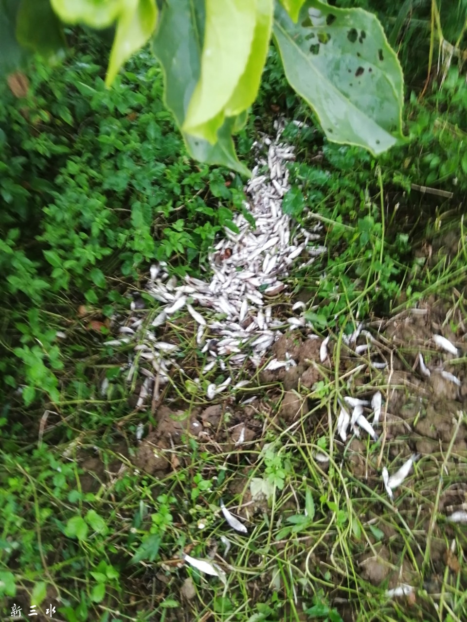 20190528_168163_1559039160590.jpg