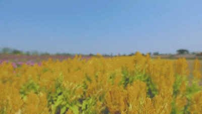 c51cd871fe877bad84728e3966c39aa3.gif