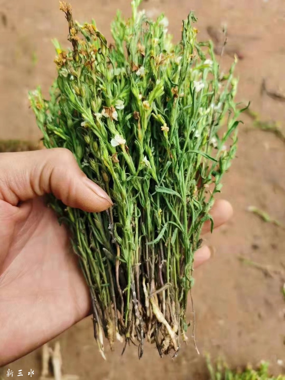 独脚金的药用效果 9小时前(巧巧)