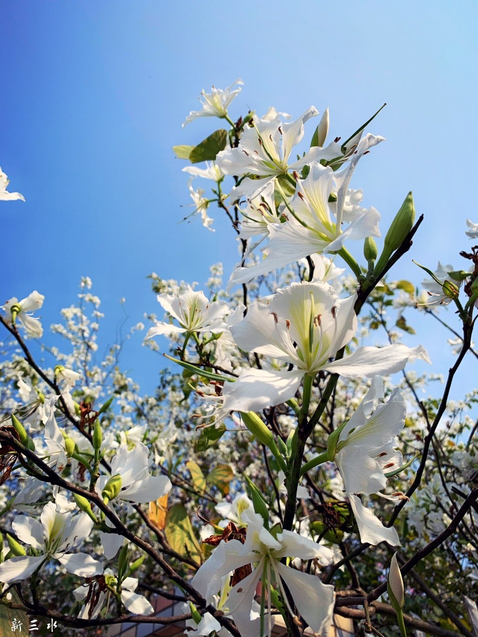 白色紫荆花!
