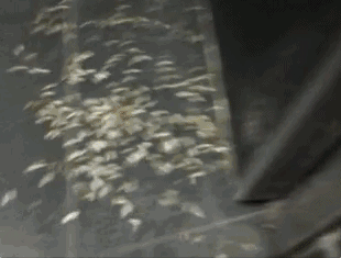 718af2d412296f978056f41f2187f03e.gif
