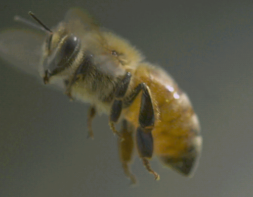 6eddebca3c079e21955189313b88d51a.gif