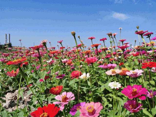 6c3e791098fc87d08713d1a2ad757c8c.gif