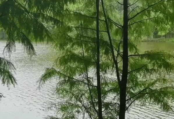 GIF 2022-5-3 8-58-32.gif