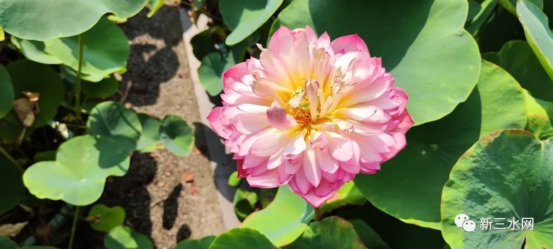 d77355aac3d1950eac33c0f024217597.jpg