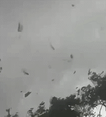GIF.gif