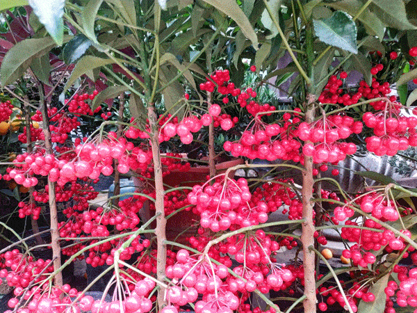 353c65ce318203d3c81abfac7cbb8c06.gif