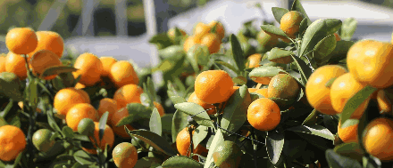 ca197d0431707d4d51015568df1aa5a6.gif