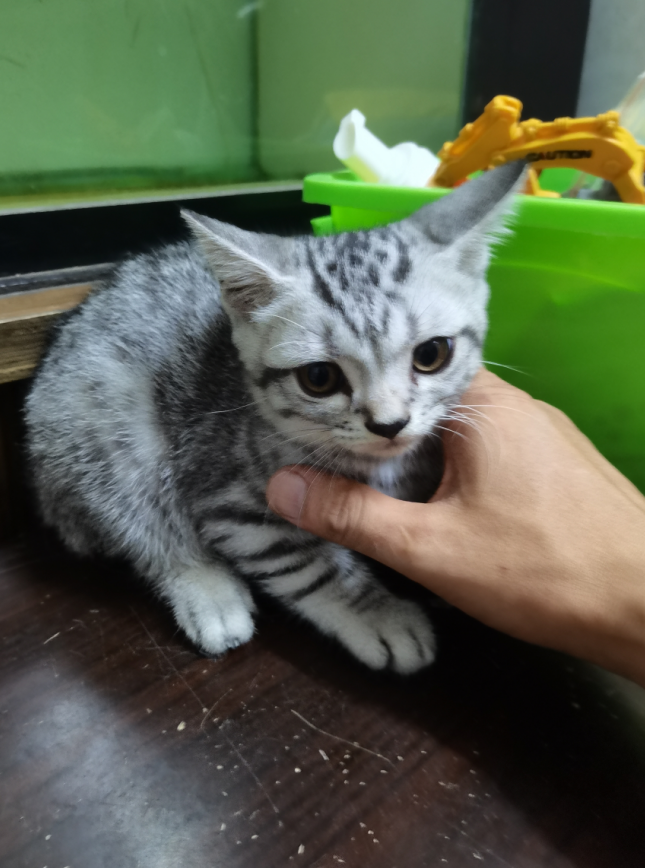 猫1.png