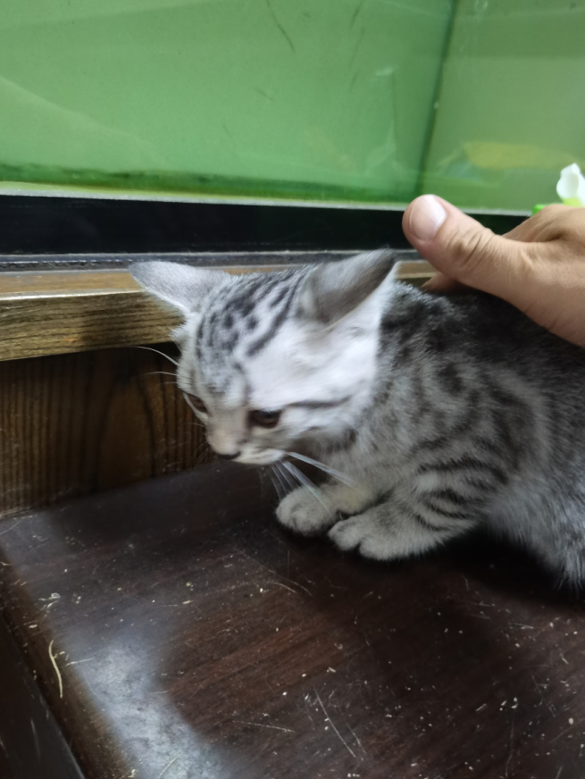 猫2.png