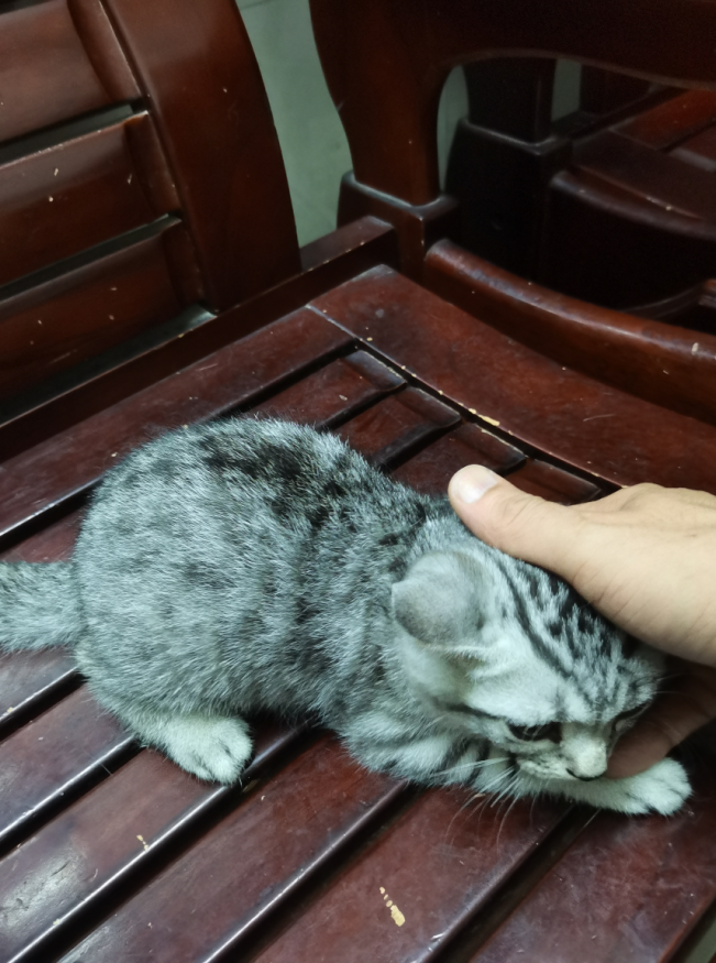 猫3.png