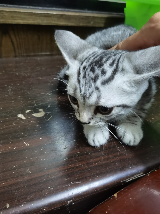 猫4.png