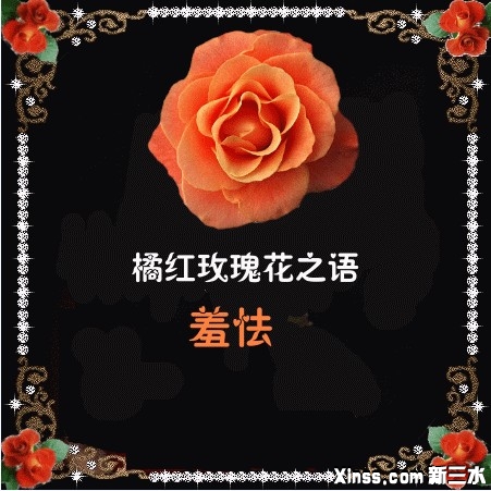 橙红玫瑰.jpg