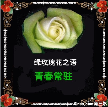 绿玫瑰.jpg