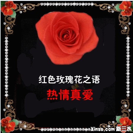 红玫瑰.jpg