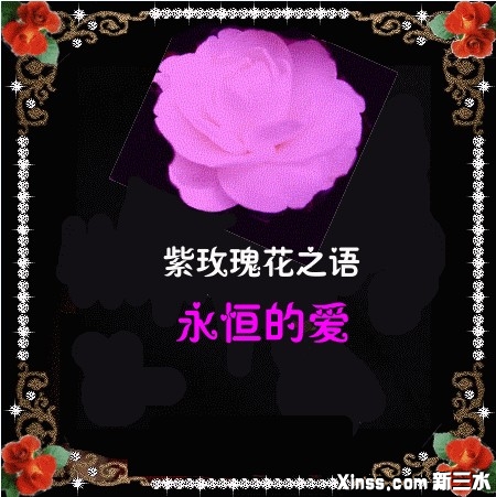 紫玫瑰.jpg