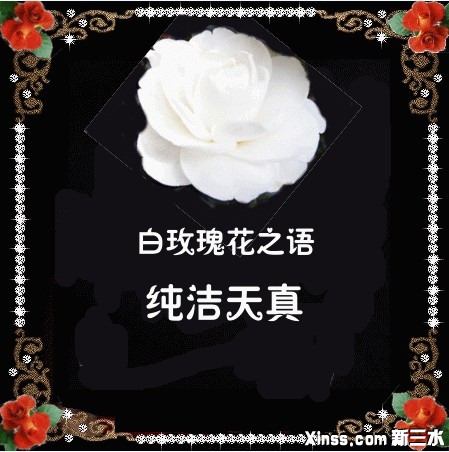 白玫瑰.jpg