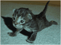 2E47E56A6A99B450744DA57625ACC680.gif