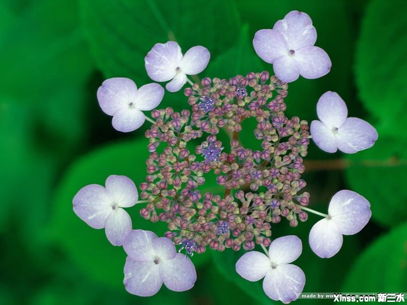 绣球花2.jpg